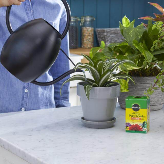 Miracle-Gro® Water Soluble All Purpose Plant Food - Image 6