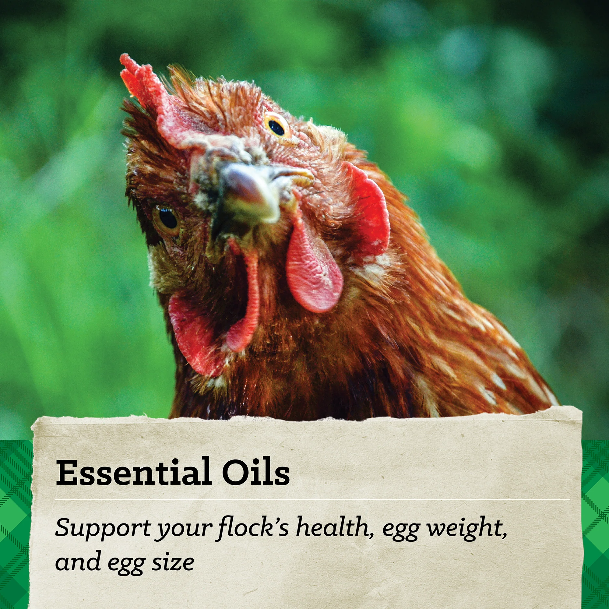 NatureWise® 17% Protein Layer Pellet Poultry Feed - Image 5