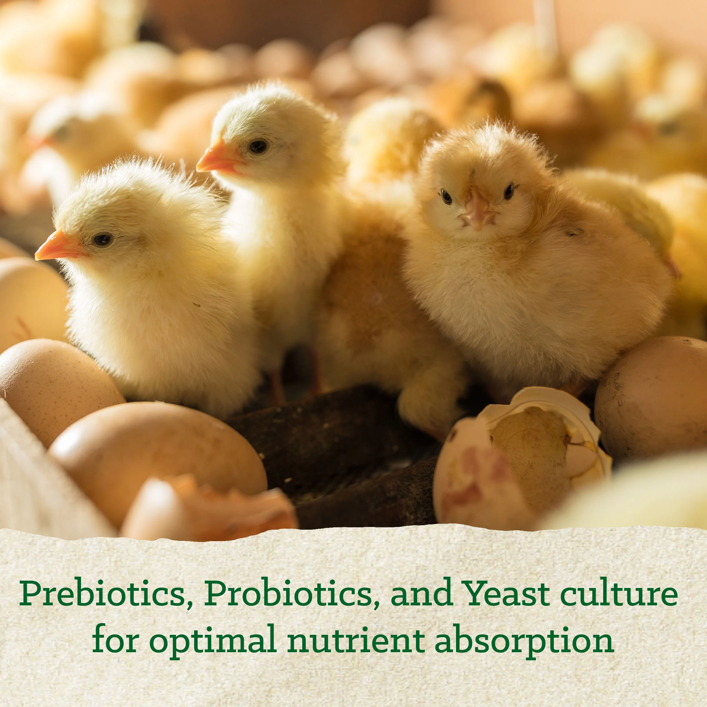 NatureWise® Chick Starter Grower 18% Protein Crumble Medicated - Image 5