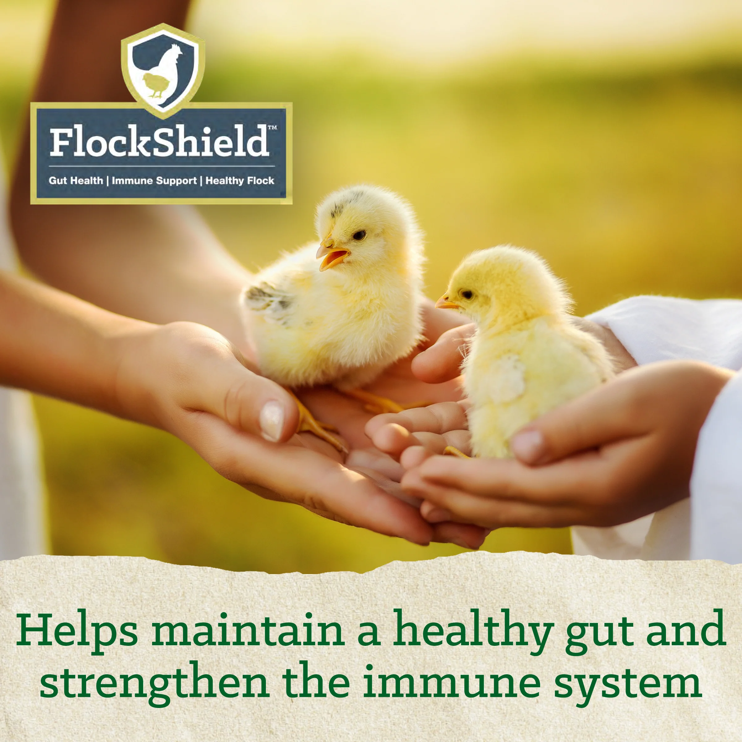 NatureWise® Chick Starter Grower 18% Protein Crumble Medicated - Image 6