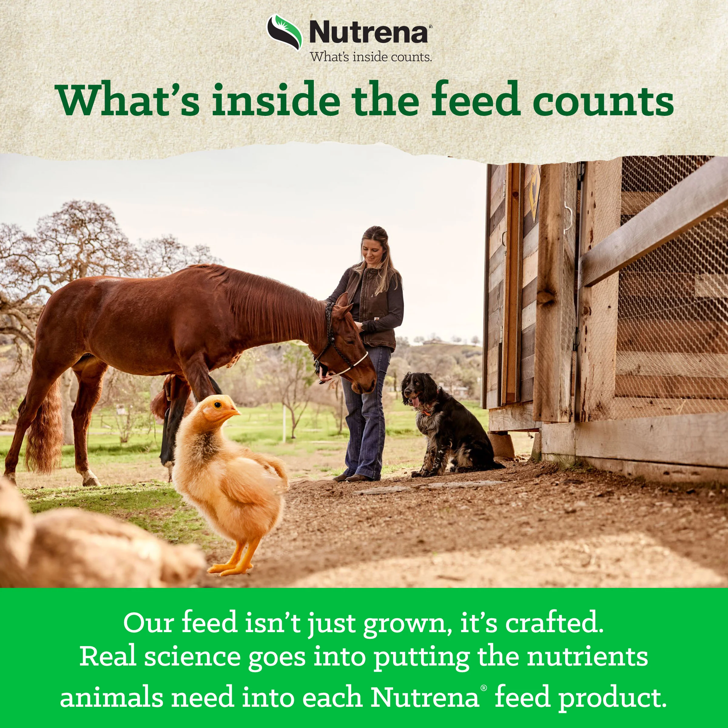 NatureWise® Chick Starter Grower 18% Protein Crumble Medicated - Image 7