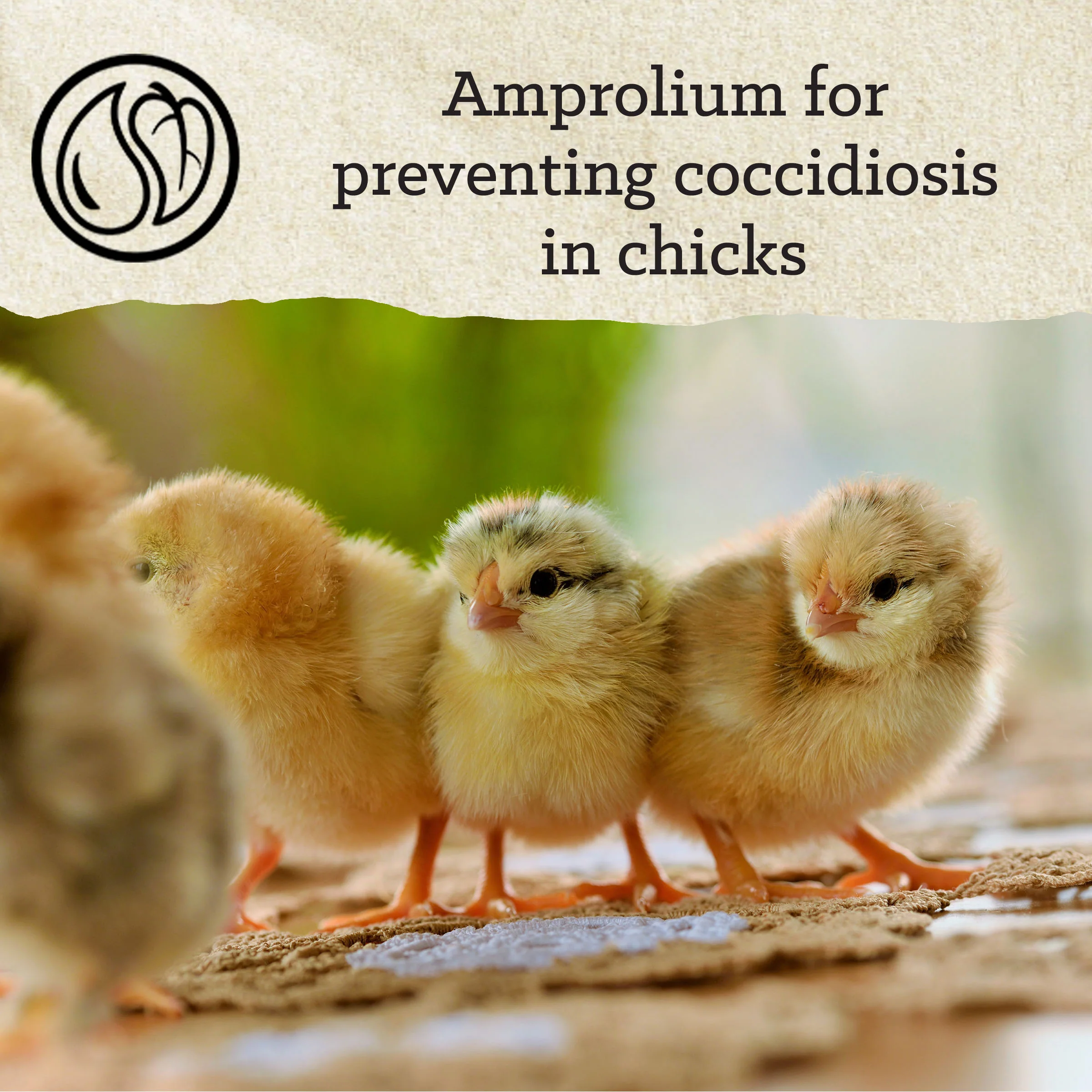 NatureWise® Chick Starter Grower 18% Protein Crumble Medicated - Image 8