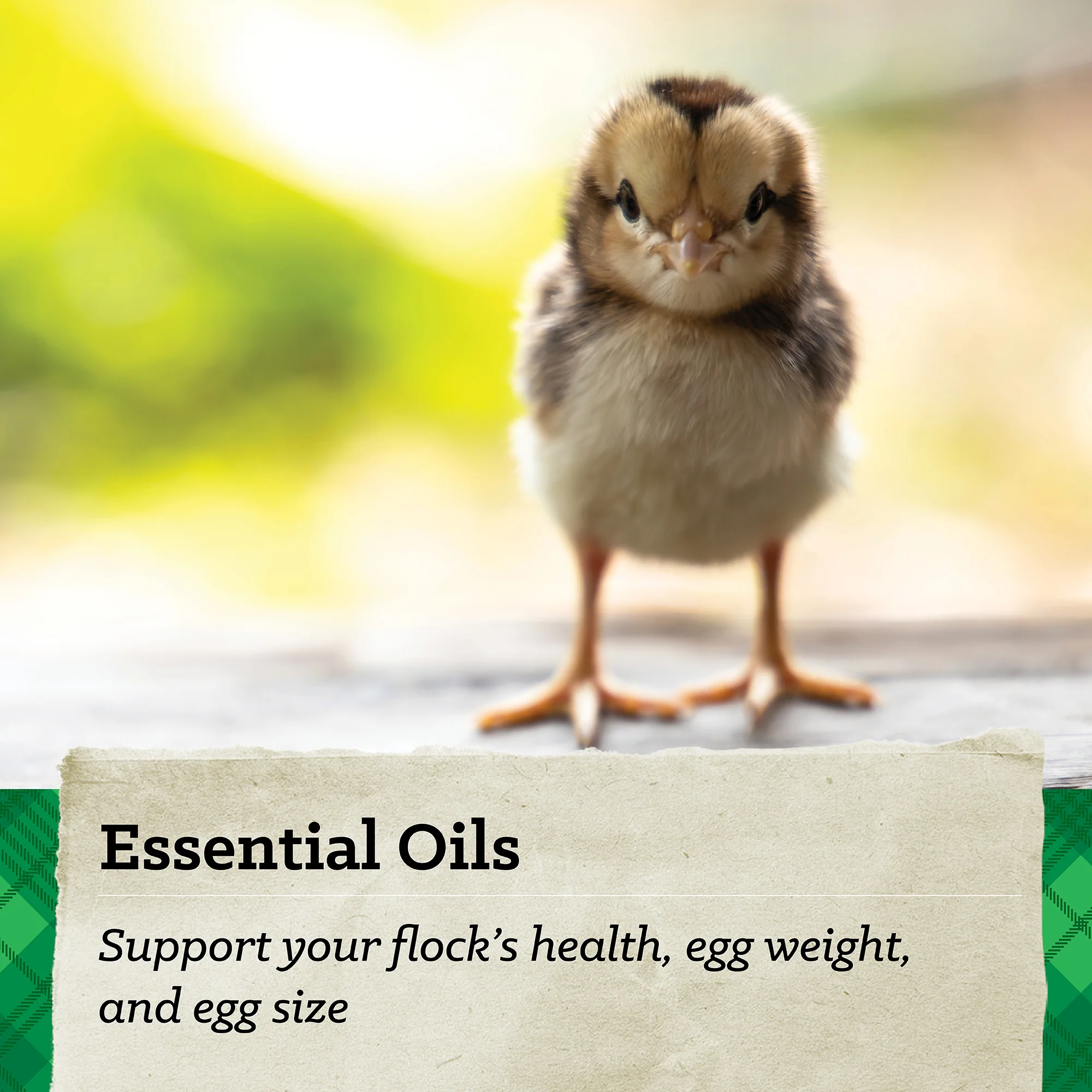 Nutrena® NatureWise® Chick Starter Grower 18% Protein Crumble Feed - Image 9