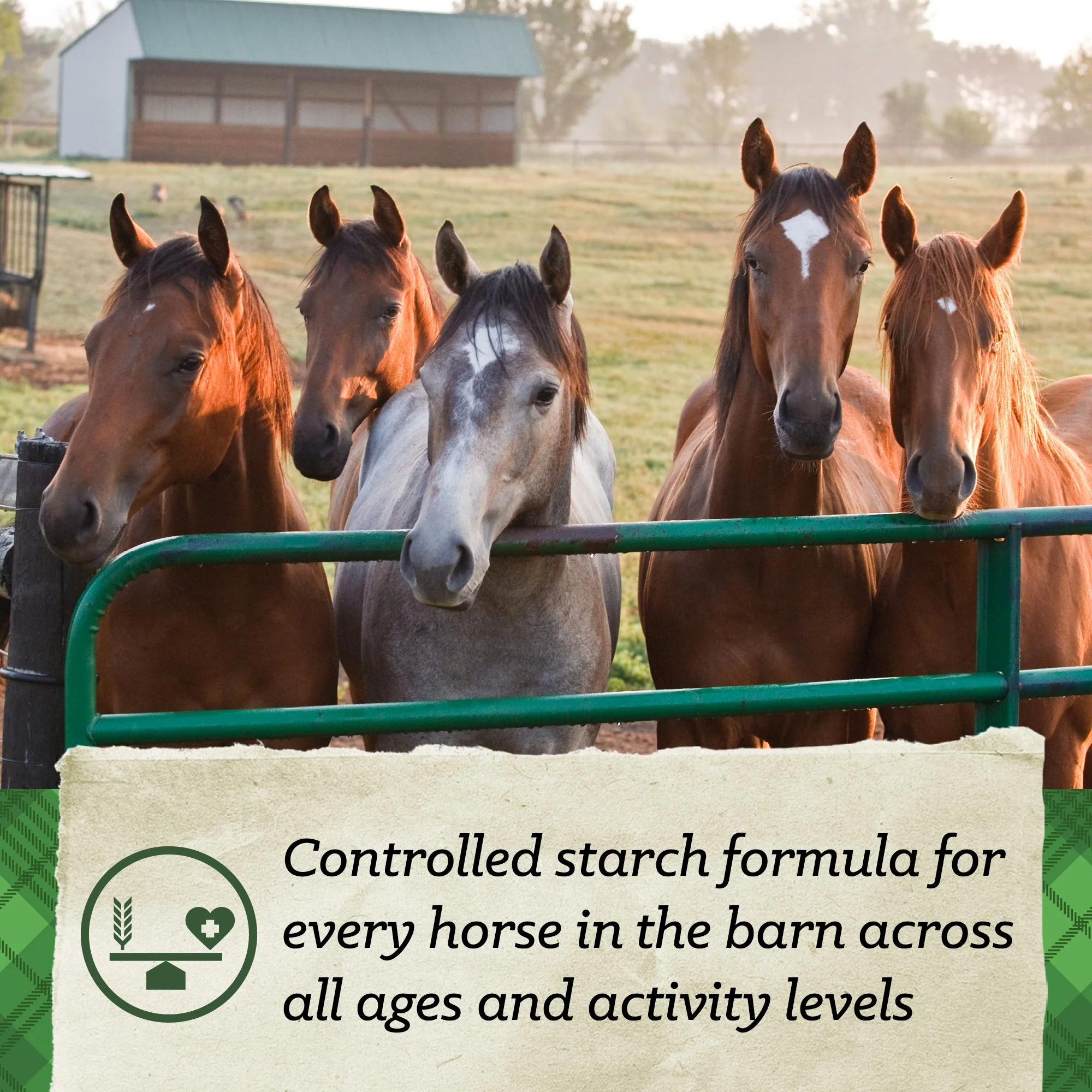 Nutrena® SafeChoice® All Life Stages - Image 5